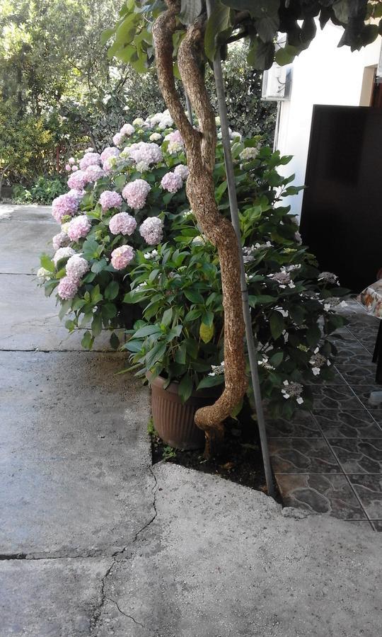 Apartments Ratkovic Tivat Luaran gambar